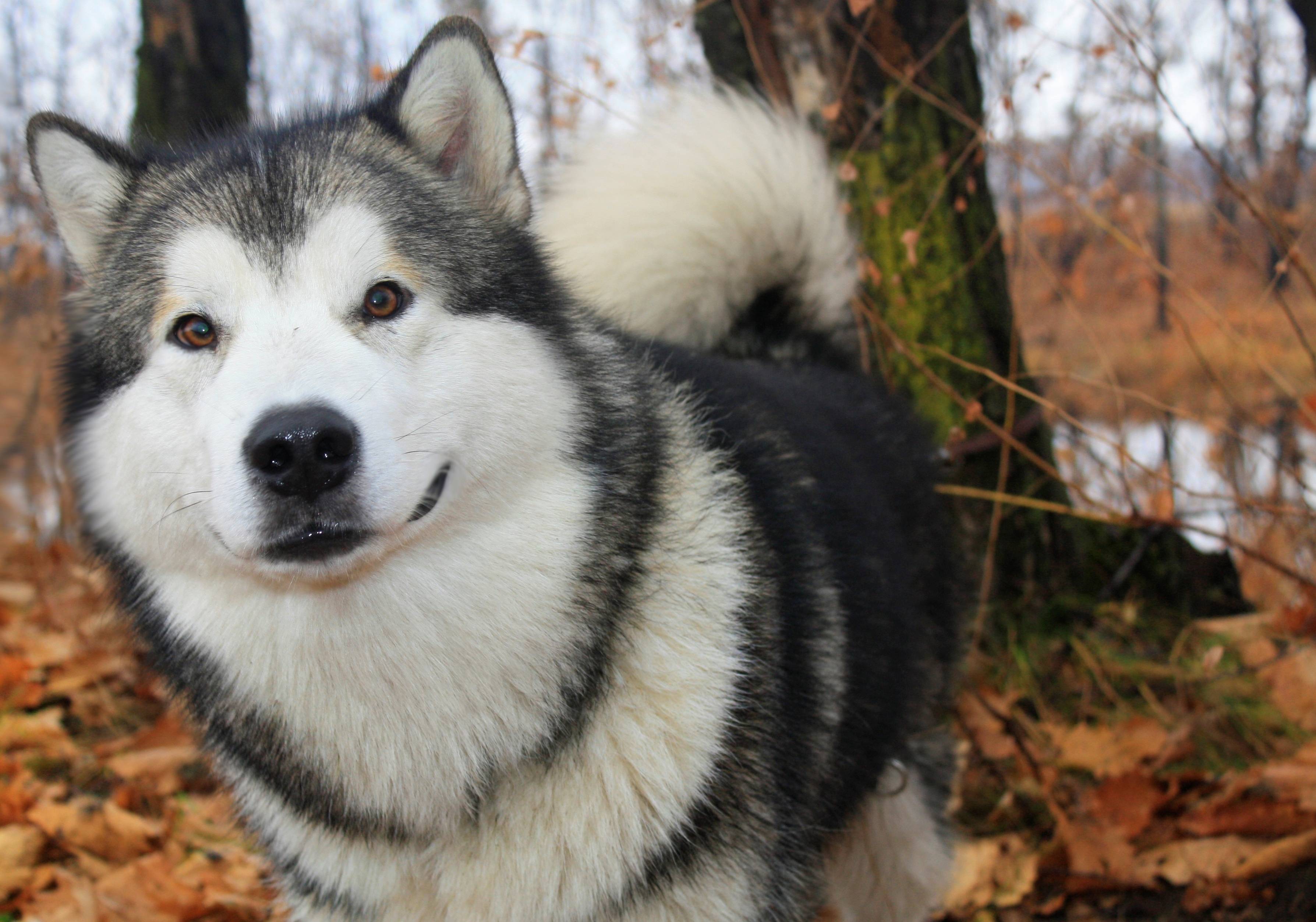 Dog Image