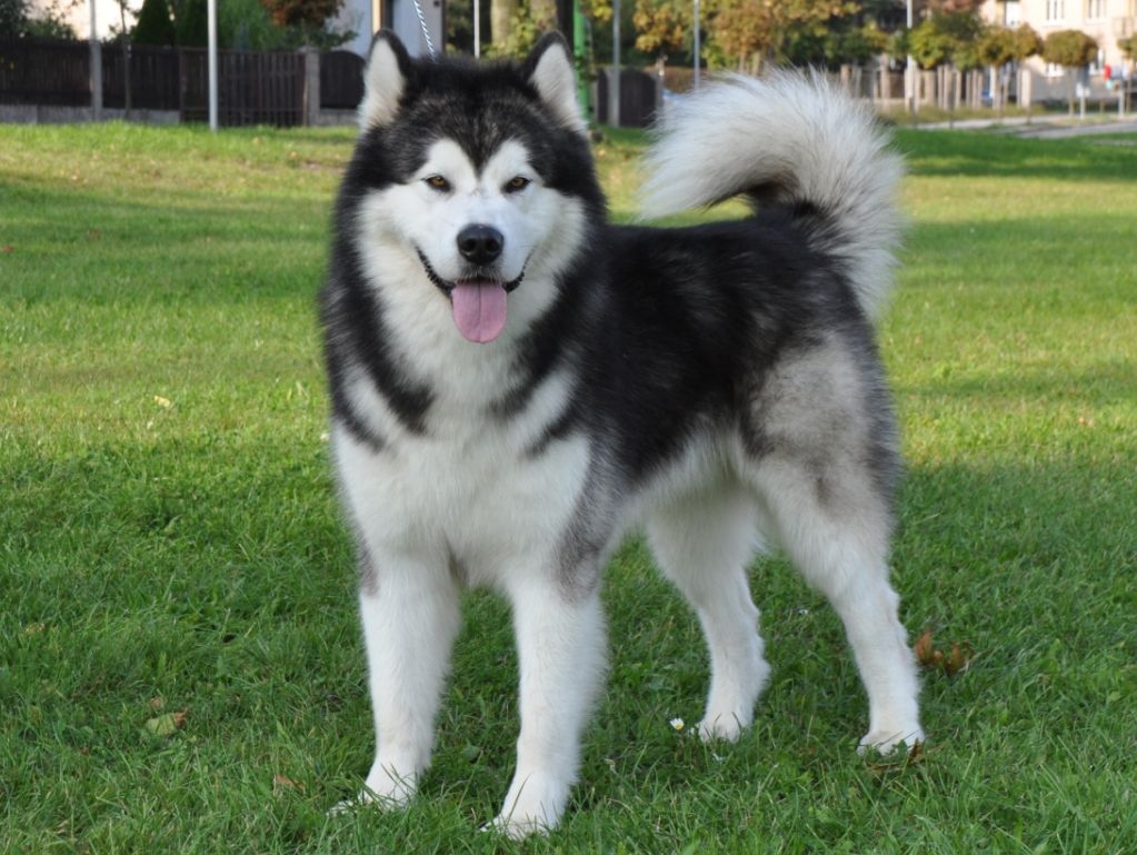 Dog Image
