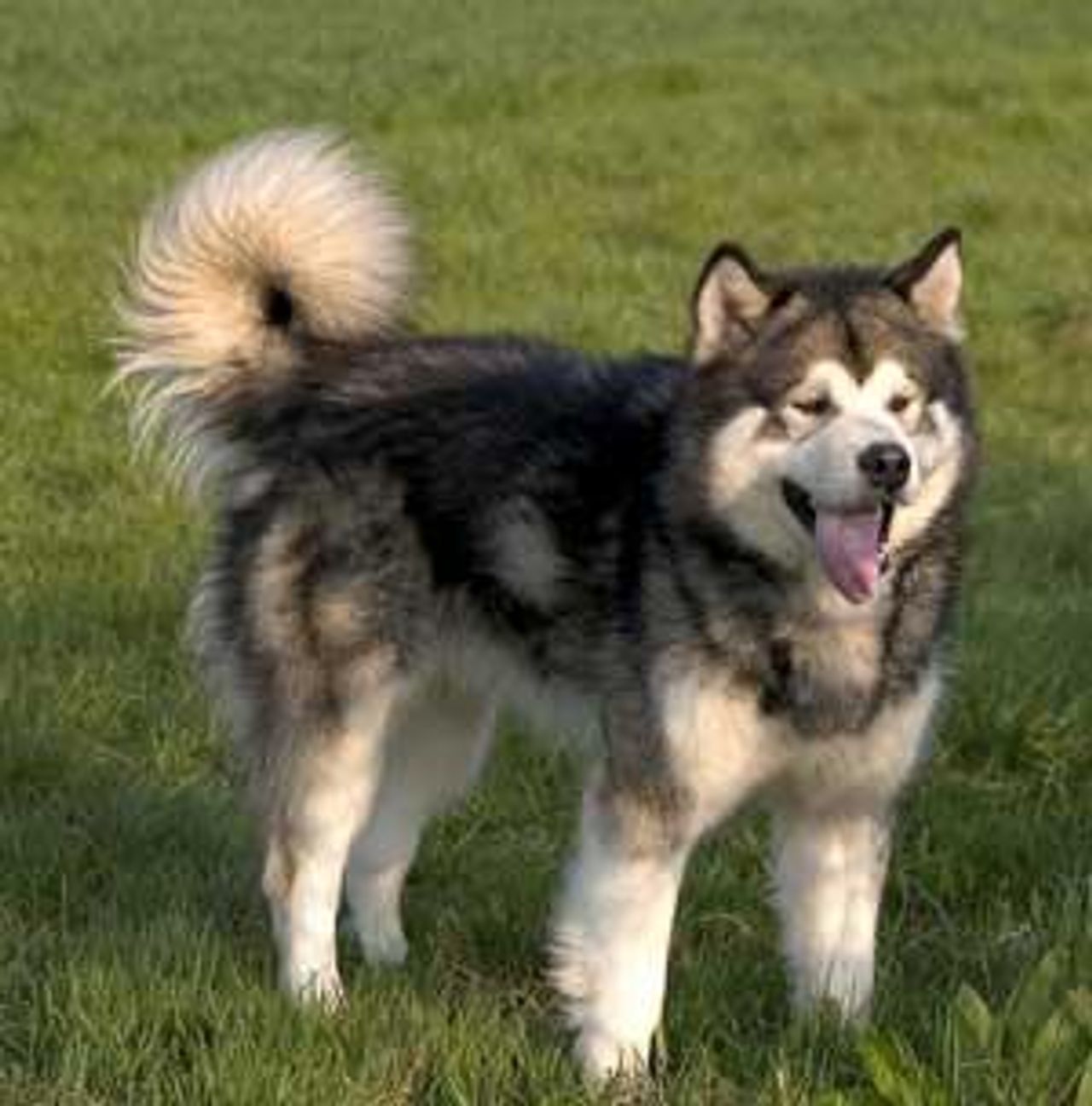 Dog Image